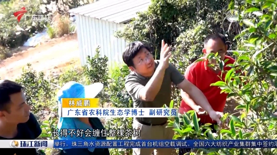 《珠江新闻》2023-11-10视频：记者走基层：“茶博士”扎根家乡，小叶子托起大产业